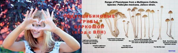 индика Абаза